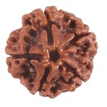 5 mukhi